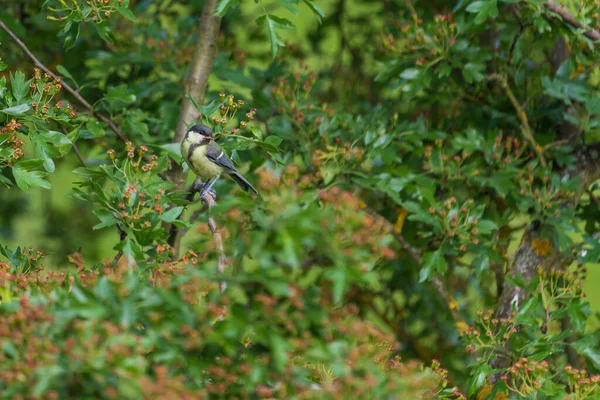 Beautiful Colorful Bird Great Tit Green Bush Branch — 图库照片