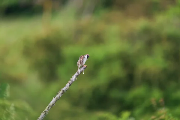 Yeşil Bir Çalılığın Dalında Oturan Küçük Kuş Serçesi — Stok fotoğraf