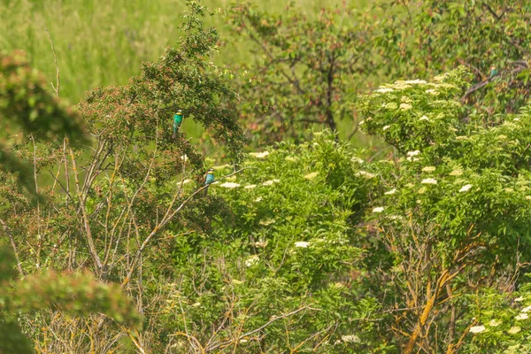 Gagasında Kelebek Güzel Bokeh Olan Yeşil Arka Planda Merops Apiaster — Stok fotoğraf