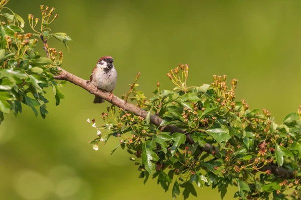 Petit Moineau Oiseau Assis Sur Une Branche Buisson Vert — Photo