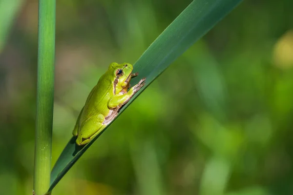 Hyla Arborea Rana Verde Sobre Tallo Fondo Verde Foto Tiene — Foto de Stock