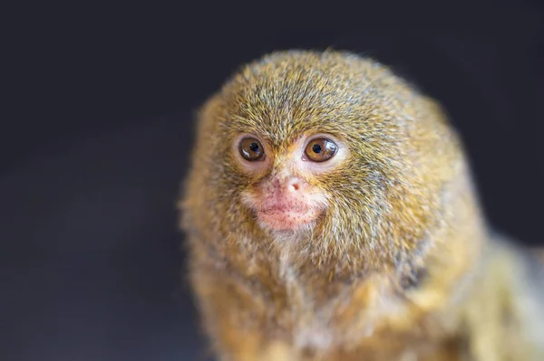 Portrait Head Smallest Dwarf Marmoset Monkey Callithrix Pygmaea Dark — Stock Photo, Image