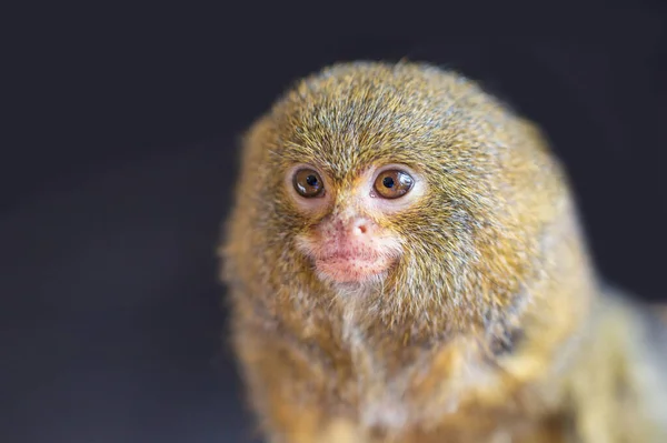 Portrait Tête Petit Singe Marmouset Nain Callithrix Pygmaea Fait Sombre — Photo