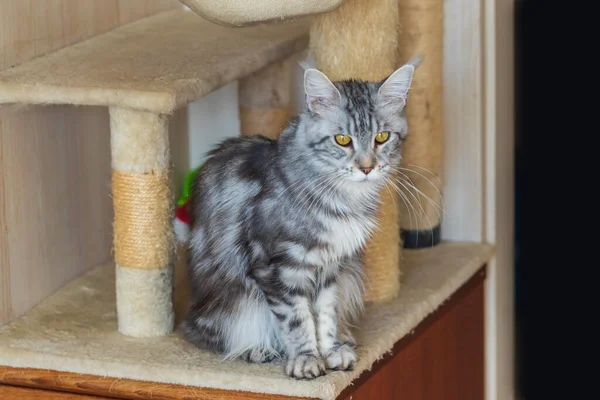 Maine Rakun Kedisi - Felis Catus - Kazıyıcı üzerindeki bir kedinin portresi