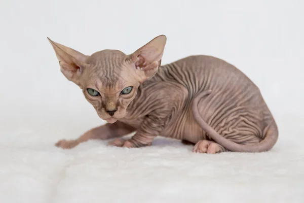 Little Kitten Sphynx Felis Catus Hairless Cat Kitten White Background — Stock Photo, Image