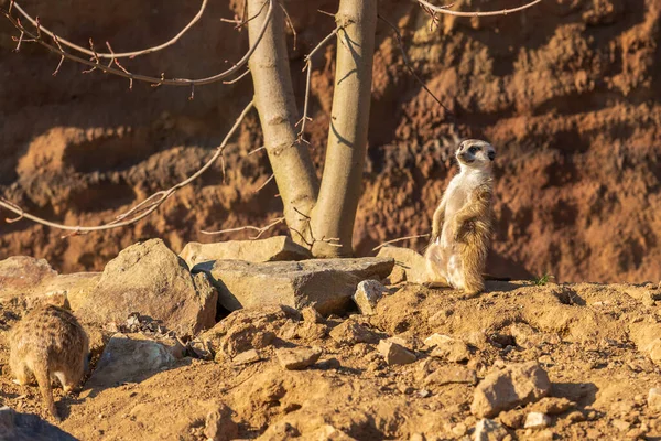 Meerkat Fica Areia Observa Arredores — Fotografia de Stock