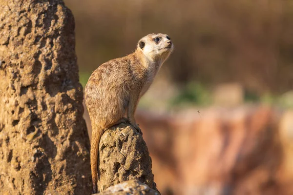 Meerkat Fica Areia Observa Arredores Mosquito Voa Sob Meerkat Fundo — Fotografia de Stock