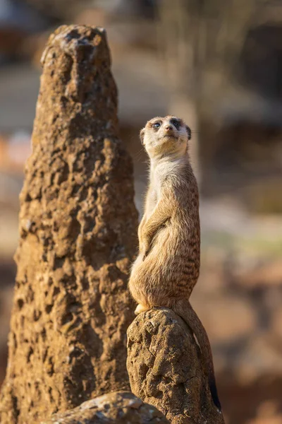 Meerkat Fica Areia Observa Arredores Fundo Turvo Pela Técnica Fotográfica — Fotografia de Stock