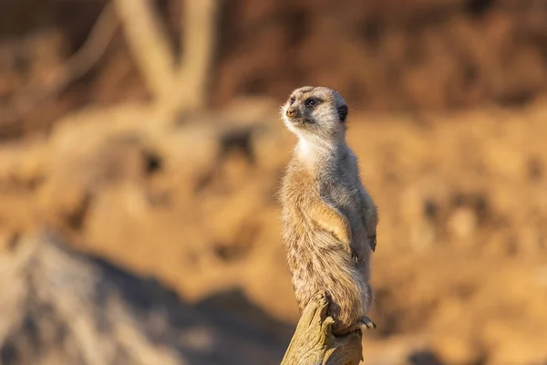 Meerkat Fica Areia Observa Arredores Fundo Turvo Pela Técnica Fotográfica — Fotografia de Stock