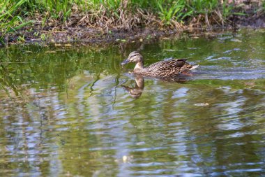 Dişi bir ördek suyun üzerinde yüzer ve görüntüsü yüzeyde yansır..