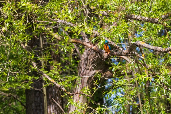 Güzel Renkli Kuş Kingfisher Bir Ağaç Dalında Oturuyor Tüy Rengi — Stok fotoğraf