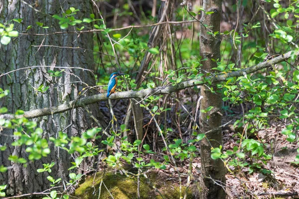 Güzel Renkli Kuş Kingfisher Bir Ağaç Dalında Oturuyor Tüy Rengi — Stok fotoğraf