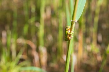 Hyla arborea - Sapında yeşil ağaç kurbağası. Arka plan yeşil. Fotoğrafta güzel bir bokeh var. Vahşi fotoğraf.