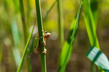 Hyla arborea - Sapında yeşil ağaç kurbağası. Arka plan yeşil. Fotoğrafta güzel bir bokeh var. Vahşi fotoğraf.