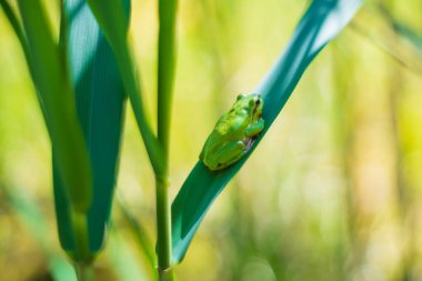 Hyla arborea - Sapında yeşil ağaç kurbağası. Arka plan yeşil. Fotoğrafta güzel bir bokeh var. Vahşi fotoğraf.