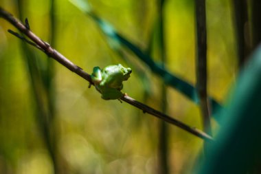 Hyla arborea - Sapında yeşil ağaç kurbağası. Arka plan yeşil. Fotoğrafta güzel bir bokeh var. Vahşi fotoğraf.
