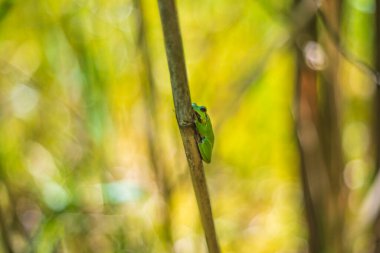 Hyla arborea - Sapında yeşil ağaç kurbağası. Arka plan yeşil. Fotoğrafta güzel bir bokeh var. Vahşi fotoğraf.