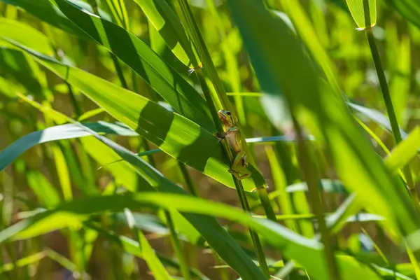 Hyla Arborea Žabák Stonku Pozadí Zelené Fotka Pěknej Zadek Fotografie — Stock fotografie