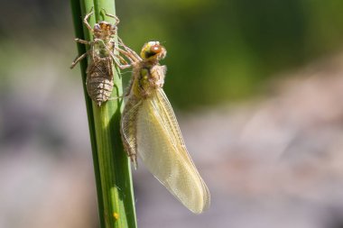 Yusufçuk - Çimenlerin üzerindeki Odonata bir pupadan çıkar. Arka planda bulanık arkaplanı olan bir çayır var.
