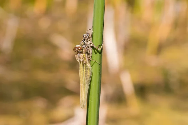 Vážka Odonata Stéblu Trávy Líhne Kukly Pozadí Louka Rozmazaným Pozadím — Stock fotografie
