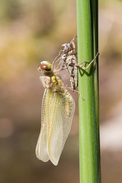 用蛹在草叶上孵出的Odonata 后面是一片背景模糊的草地 — 图库照片
