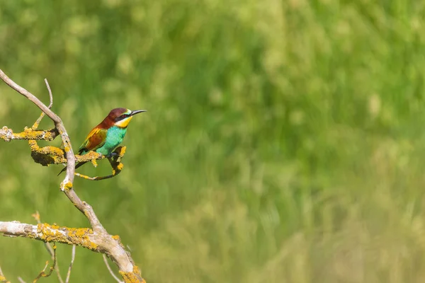 果子酱 欧洲食蜂鸟 色彩艳丽 背景为绿色 有美丽的肉饼 野生生物照片 — 图库照片