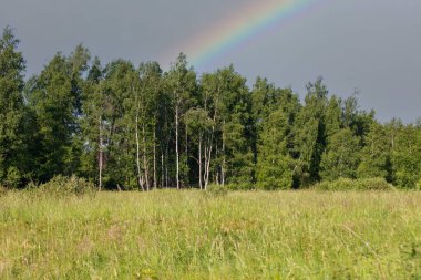Yeşil olgun ağaçlar. Ağaçların önünde çimenli bir çayır var. Mavi gökyüzünde renkli bir gökkuşağı var..