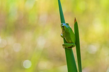 Hyla arborea - Sapında yeşil ağaç kurbağası. Arka plan yeşil. Fotoğrafta güzel bir bokeh var. Vahşi fotoğraf