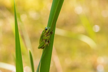 Hyla arborea - Sapında yeşil ağaç kurbağası. Arka plan yeşil. Fotoğrafta güzel bir bokeh var. Vahşi fotoğraf