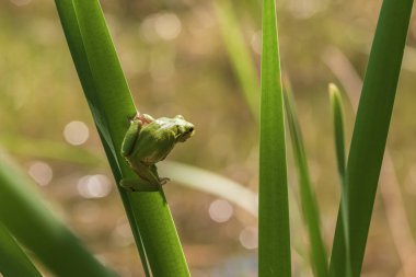 Hyla arborea - Sapında yeşil ağaç kurbağası. Arka plan yeşil. Fotoğrafta güzel bir bokeh var. Vahşi fotoğraf