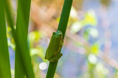 Hyla arborea - Sapında yeşil ağaç kurbağası. Arka plan yeşil. Fotoğrafta güzel bir bokeh var. Vahşi fotoğraf