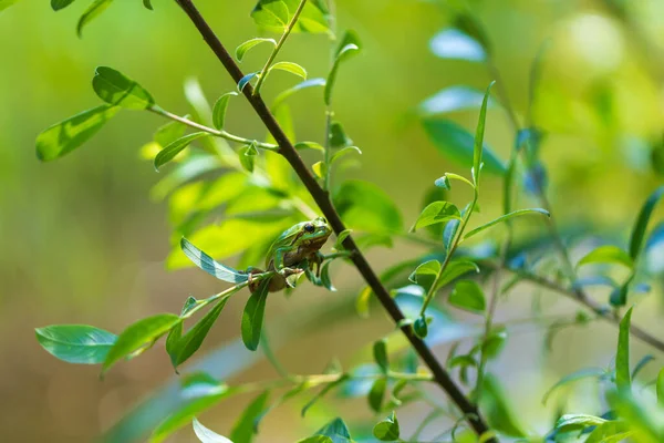 Хіла Арборея Зелена Деревна Жаба Стеблі Тло Зелене Фото Гарне — стокове фото
