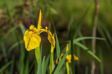 Çayırlarda büyüyen sarı irisler.