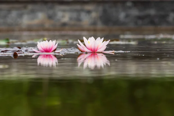 Two Colorful Water Lilies Surface Pond Reflected Water — Stock Photo, Image