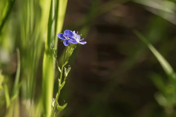 Pequena Flor Azul Bonita Fundo Verde — Fotografia de Stock