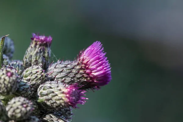 緑の背景に紫色のアザミの花 — ストック写真
