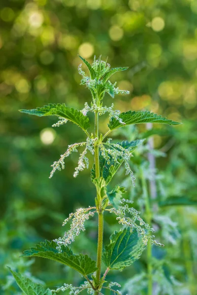 Hojas Ortiga Verde Con Flor Fondo Verde Con Hermoso Bokeh — Foto de Stock