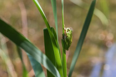 Hyla arborea - Sapında yeşil ağaç kurbağası. Arka plan yeşil. Fotoğrafta güzel bir bokeh var. Vahşi fotoğraf