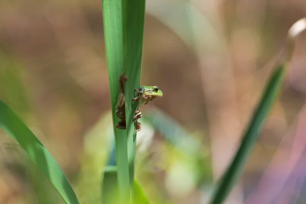 Hyla Arborea Зеленая Лягушка Стебле Дерева Фон Зелёный Фото Хороший — стоковое фото