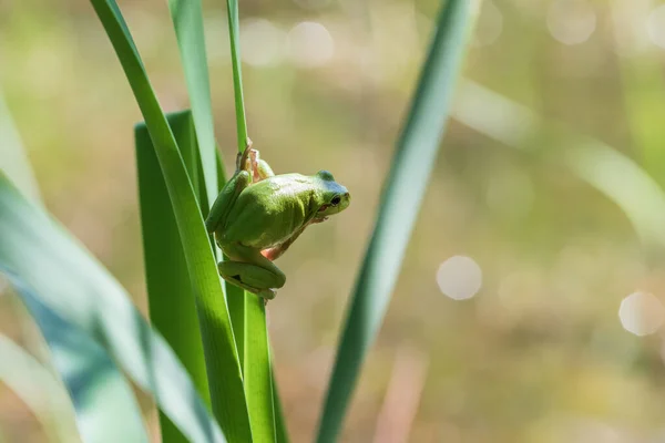 Hyla Arborea Žabák Stonku Pozadí Zelené Fotka Pěknej Zadek Fotografie — Stock fotografie