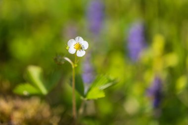 Sarı çilekli, küçük, beyaz bir çiçek. Yapraklar yeşil..