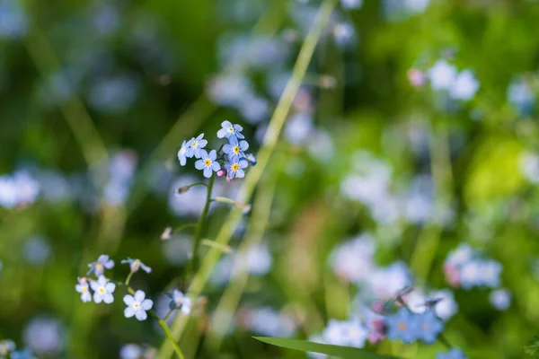 Délicates Petites Fleurs Bleues Oublier Moi Pas Des Feuilles Vertes — Photo