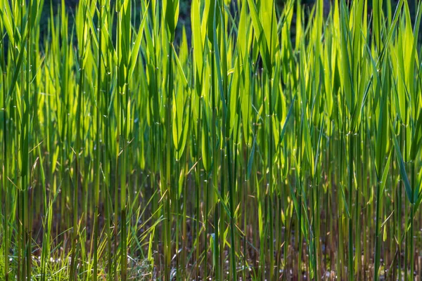 池のそばの沼には太陽に照らされた緑の葦が生えている — ストック写真