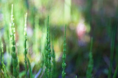 Üzerinde at kuyruğu olan yeşil çayır. Güneşin parladığı çimlerin üzerinde sabah çiği damlaları var. Güzel bokeh
