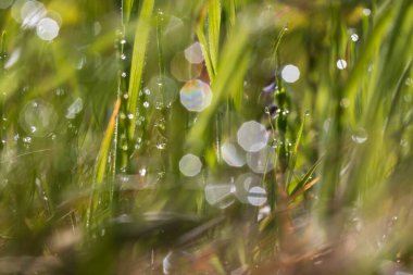 Üzerinde at kuyruğu olan yeşil çayır. Güneşin parladığı çimlerin üzerinde sabah çiği damlaları var. Güzel bokeh