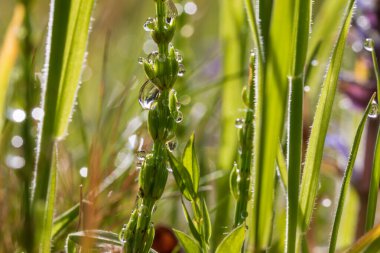 Üzerinde at kuyruğu olan yeşil çayır. Güneşin parladığı çimlerin üzerinde sabah çiği damlaları var. Güzel bokeh