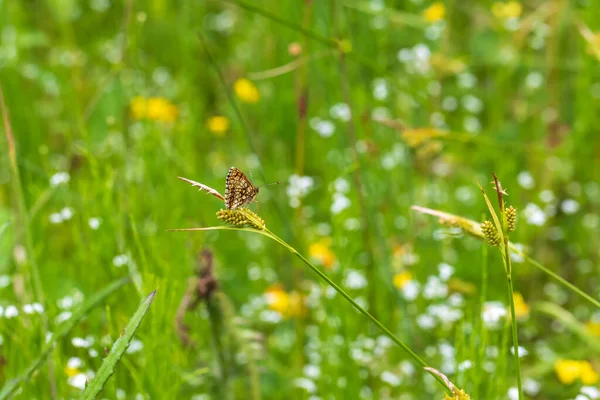 Kleiner Bunter Schmetterling Auf Grünem Gras Der Hintergrund Ist Grün — Stockfoto