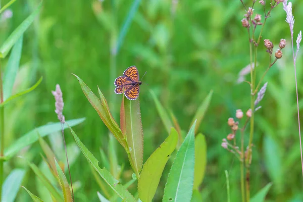 Pequeña Mariposa Colorida Sobre Hierba Verde Fondo Verde Con Buen — Foto de Stock