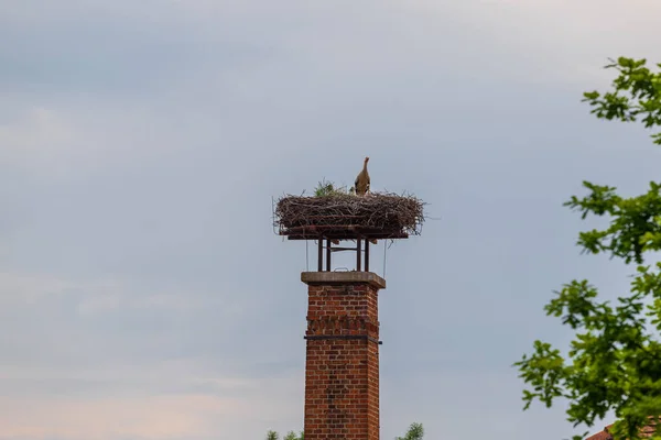 Una Cigüeña Blanca Sienta Nido Una Chimenea Tiene Una Cigüeña — Foto de Stock