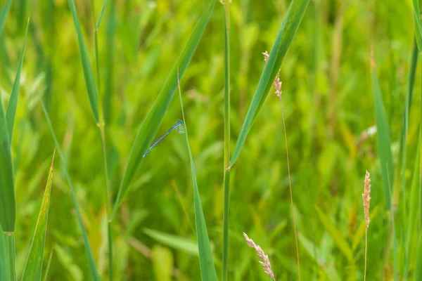 緑の茎に座っている小さな青いトンボ — ストック写真